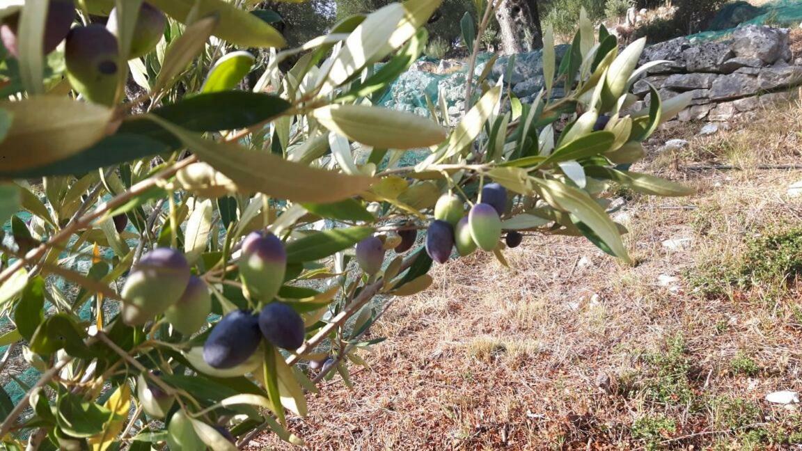 Willa The Olive Grove House Kassiopi Zewnętrze zdjęcie
